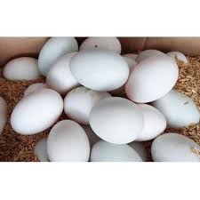 Trứng vịt biển